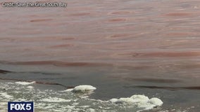 Foul smell in Great South Bay is from decaying invasive seaweed