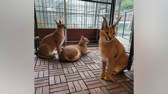 UPDATE: Royal Oak Police capture missing domesticated African caracal cat that got loose