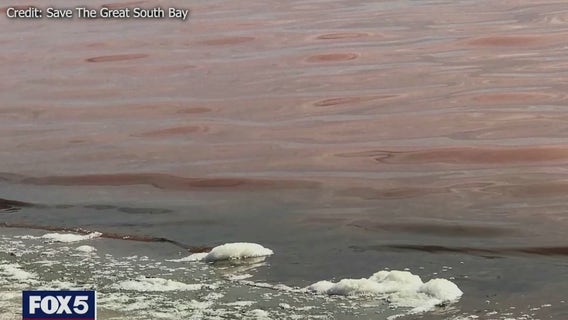 Foul smell in Great South Bay is from decaying invasive seaweed