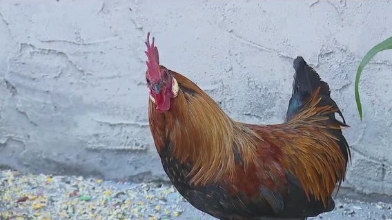 Rooster attacks man on Queens street