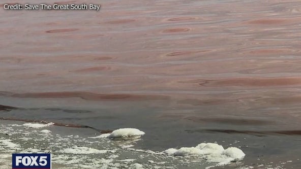 Foul smell in Great South Bay is from decaying invasive seaweed