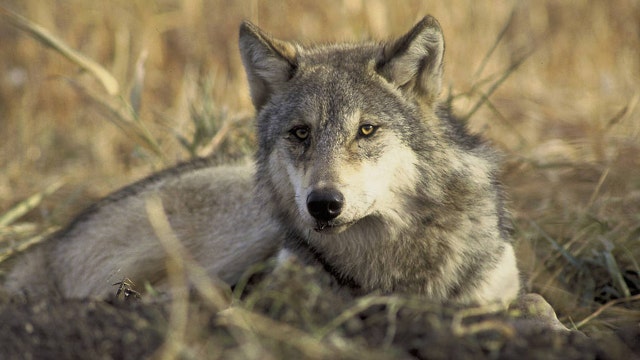 Senators urge emergency protections for wolves