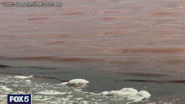 Foul smell in Great South Bay is from decaying invasive seaweed