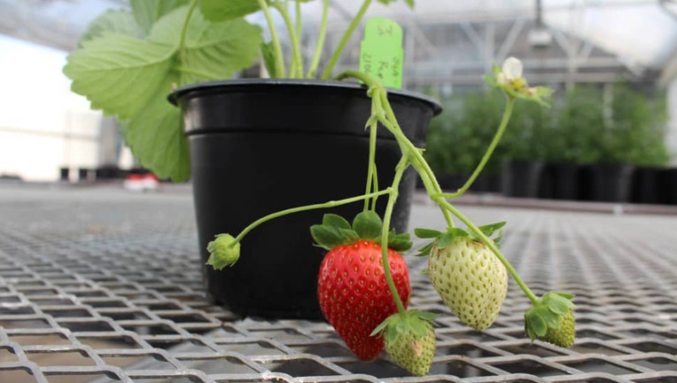 Small strawberry plant in a black pot