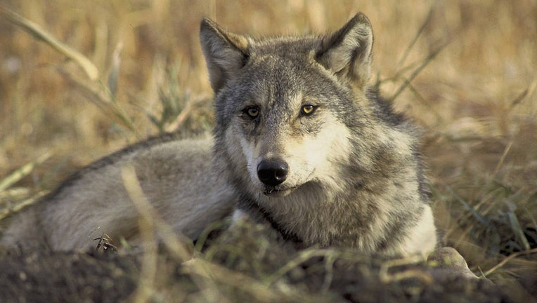 A gray wolf lying in some grass