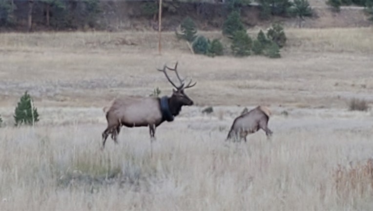 The bull elk with the tire on it (courtesy CPW)