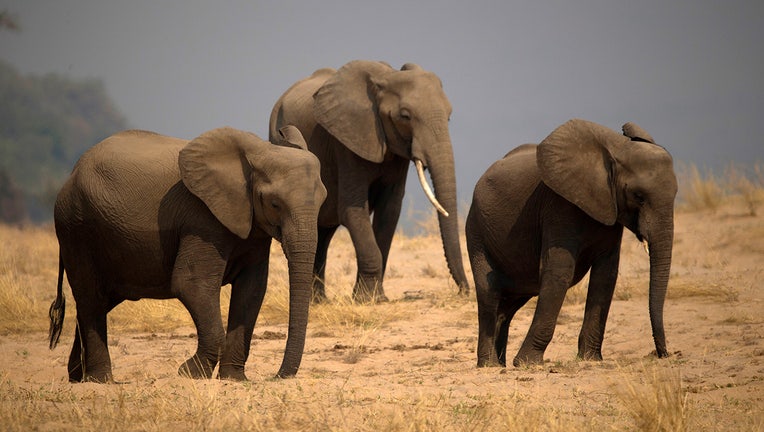 Mana Pools National Park. (File Photo by: Godong/Universal Images Group via Getty Images)