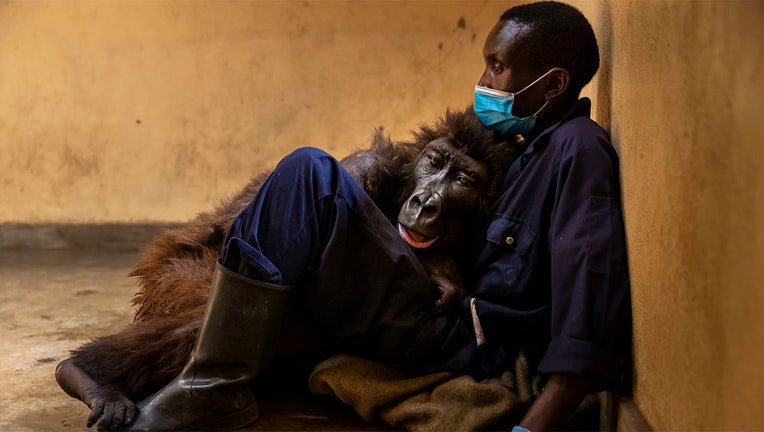 Ndakasi took her final breath in the loving arms of Andre Bauma.(Photo courtesy Brent Stirton/Virunga National Park)