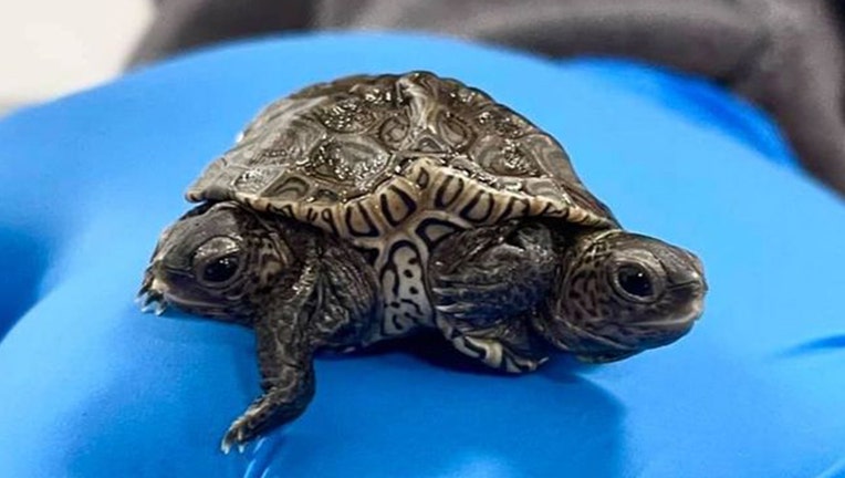 A terrapin with two heads on a blue background