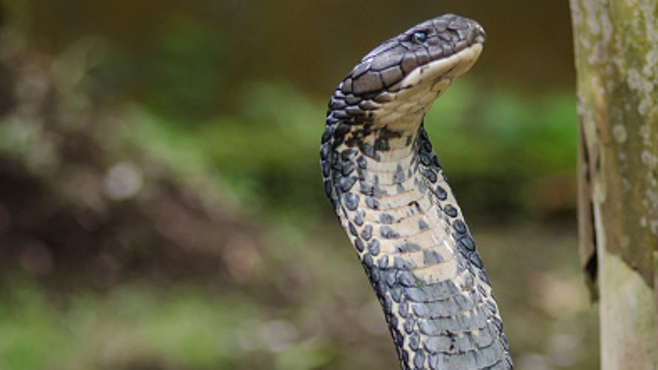 FILE - JAKARTA, INDONESIA - JUNE 3 : A King Cobra. (SEPTIANJAR MUHARAM/Barcroft Media via Getty Images)