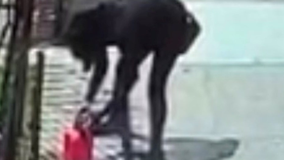 Surveillance video showed the woman pouring gasoline and lighting it on fire, said police.