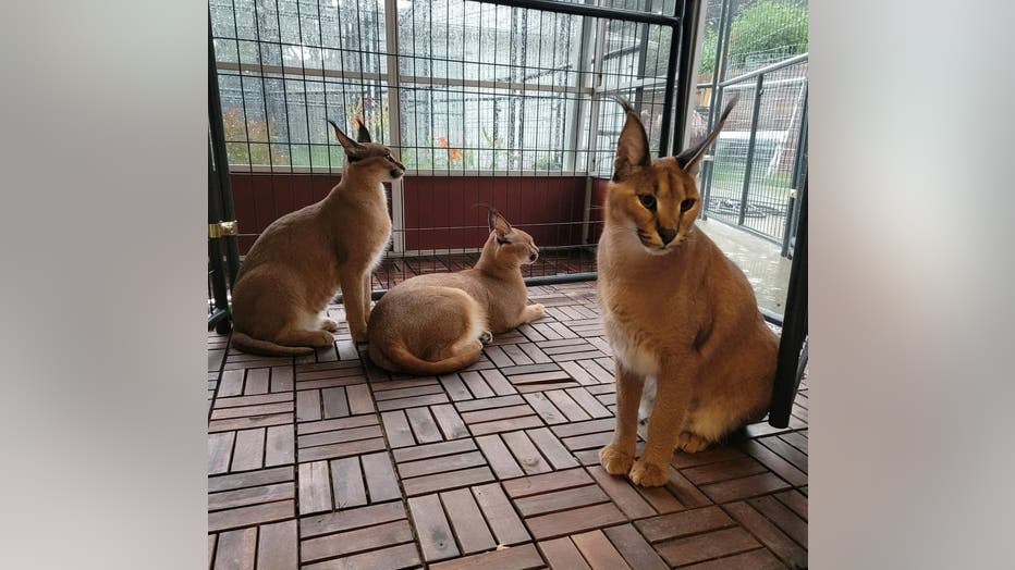 caracal cat from royal oak pd