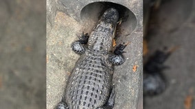 Toddler mistakes 6-foot alligator for turtle in sewer outside Florida restaurant