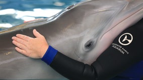 ‘We did everything we could’: Winter the Dolphin died from intestinal torsion, vets say