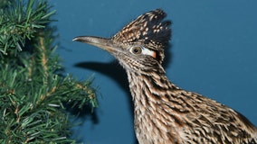 Roadrunner 'hitchhikes' from Nevada to Maine