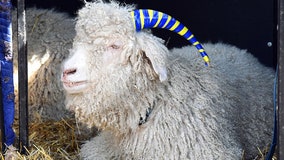 West Point cadets trying to steal Navy mascot grabbed the wrong goat