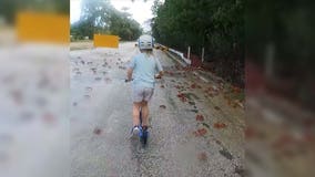 Millions of red crabs cover streets on Australia’s Christmas Island