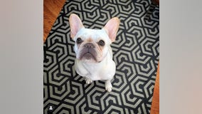 French bulldog stolen from Suffolk County home on Thanksgiving