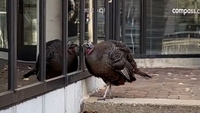 Strutting its stuffing: Turkey checks out reflection in window
