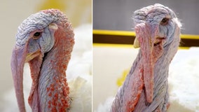 President Biden to pardon turkeys Peanut Butter and Jelly in annual Thanksgiving event