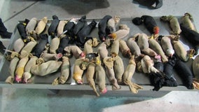 47 live chickens found in car at border