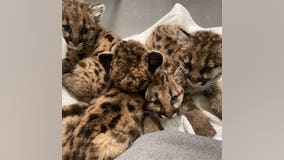 Orphaned, malnourished baby pumas find new home at Memphis Zoo