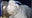 West Point cadets trying to steal Navy mascot grabbed the wrong goat