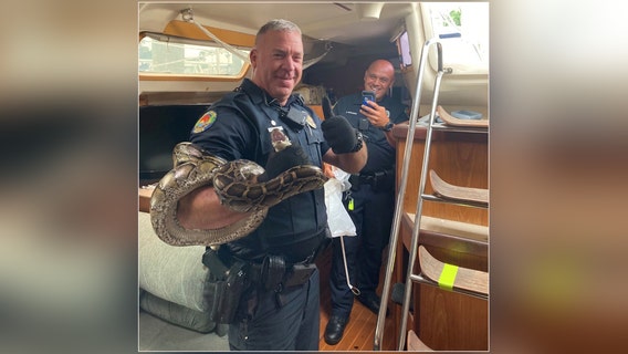 Python hitches ride on sailboat, goes on 100-mile joyride from Florida Keys to mainland