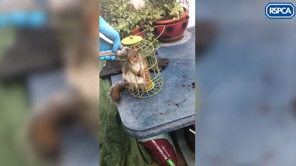 'Well-fed' squirrel freed by rescuers after getting stuck in bird feeder