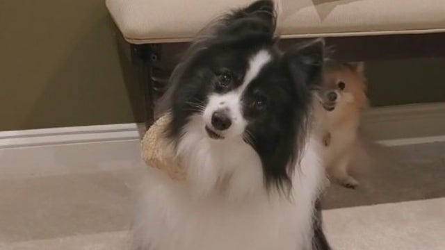 Why do dogs tilt their heads? It's not only about getting treats