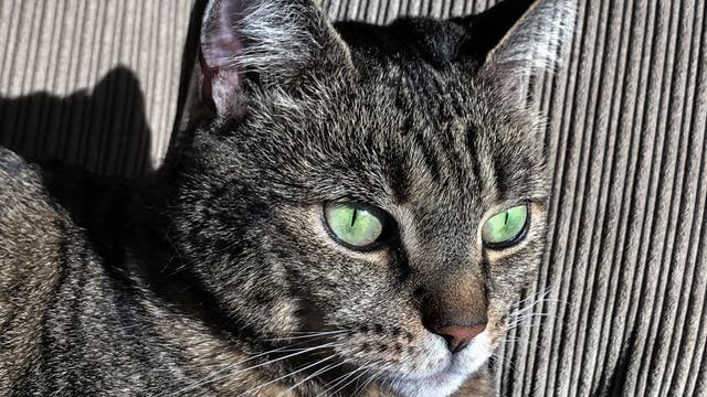 Cat saves family from NY apartment fire