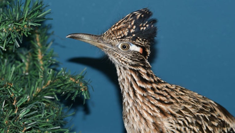 Closeup of a roadrunner bird