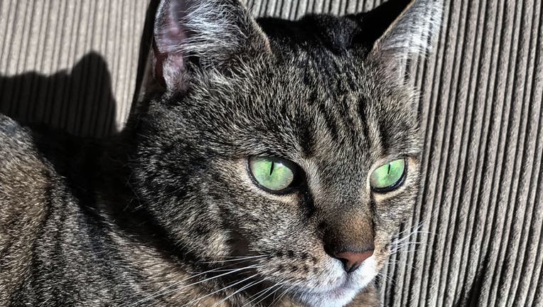 Portrait of a tabby cat with green eyes.