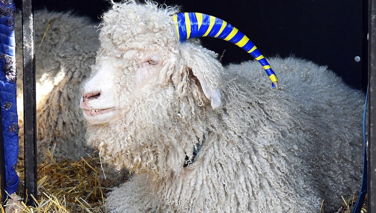A goat with blue and yellow tape on its horn