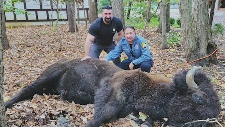 A 2,500-lb. bison was captured and returned to its home in Marlboro Township, New Jersey.