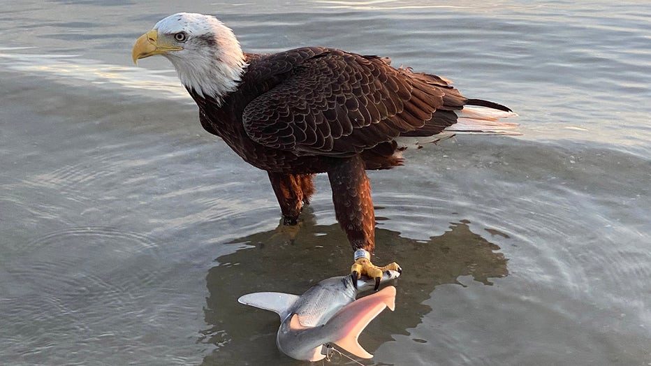 Fishing-Eagle-4-COURTESY-Amanda-Rissman-copy.jpg