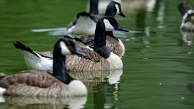 Drugged geese drown, landing Florida homeowners association in hot water