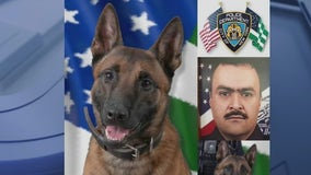 NYC's finest furry friends appear in NYPD calendar