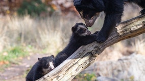 Andean bear cubs on display at Queens Zoo