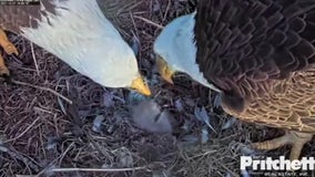 1 eaglet hatches, 1 more expected soon in southwest Florida