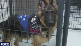 Paws of War training dogs for veterans and first responders