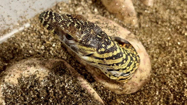 Baby Komodo dragons on display at Bronx Zoo