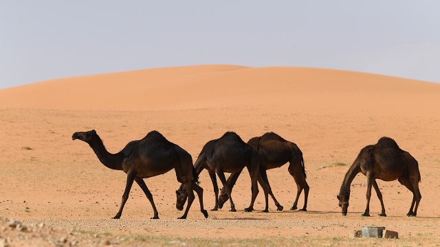 Dozens of camels barred from beauty contest over Botox