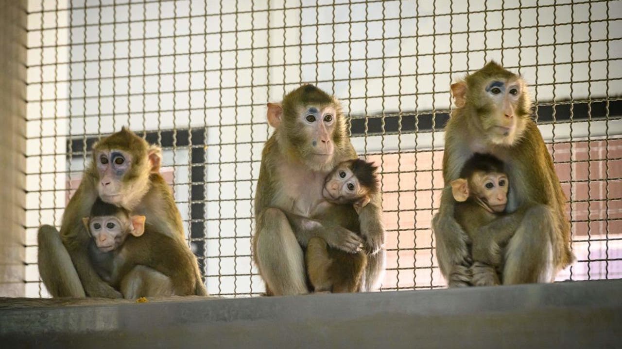 Pennsylvania monkey crash Residents warned not to approach