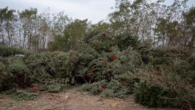 Christmas tree pickup, recycling tips for after the holidays