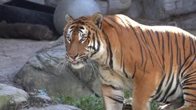 2 tigers at ZooTampa test positive for COVID-19