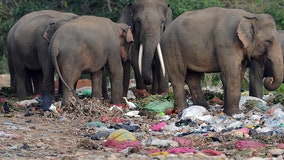Waste in Sri Lanka landfill killing elephants, conservationists warn