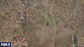 NPS: Sharpshooters culling deer herd on Fire Island