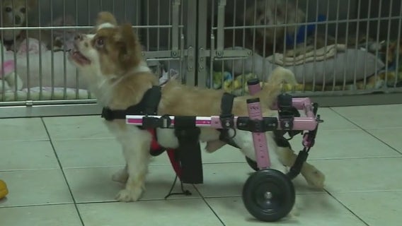 Betty White Challenge: LI animal shelter sees influx of donations