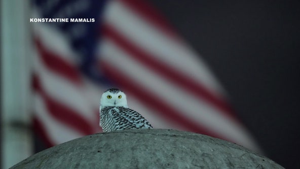 Rare DC snowy owl sighting draws crowds to Union Station